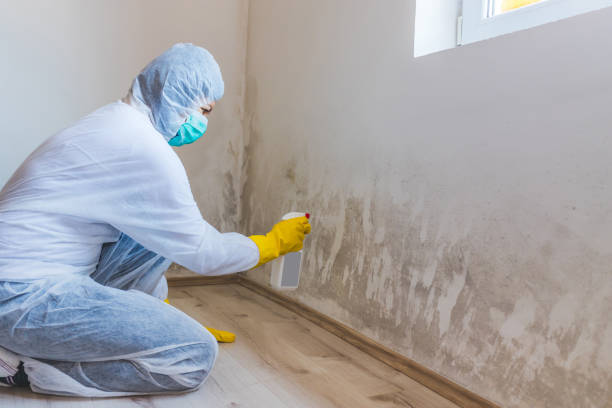 Licensed Black Mold Remediation service in New Hope, PA - Car Mold Remediation