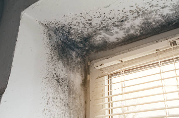 Affordable Black Mold Remediation solutions in New Hope, PA