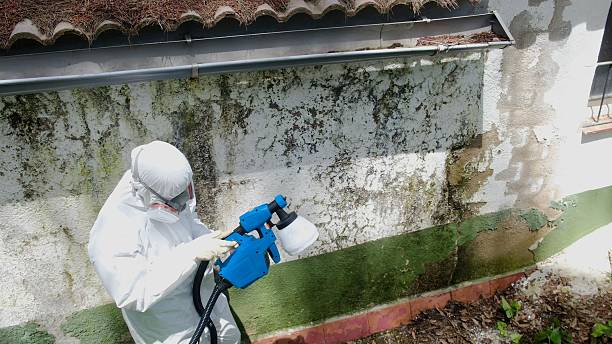 Top rated local Black Mold Remediation specialists in New Hope, PA
